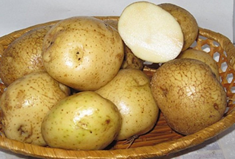 Картофель семенной Никулинский